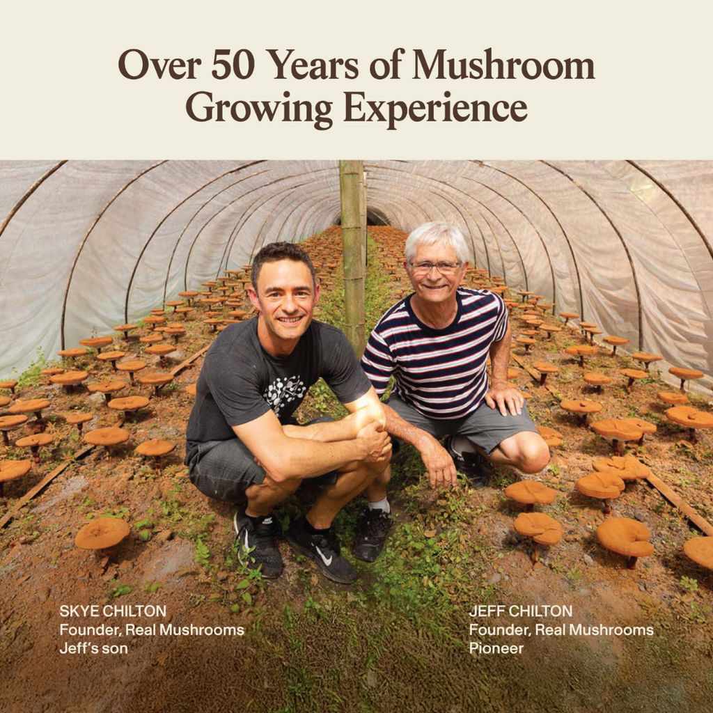 Reishi-Pulver - Image 7